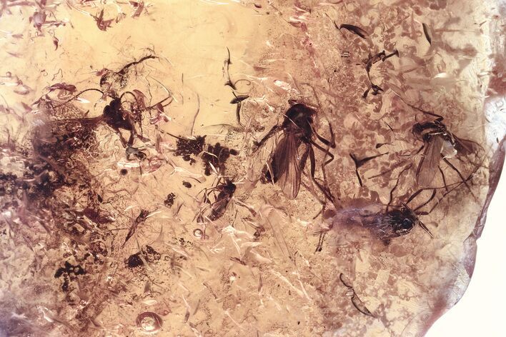 Fossil Dark-Winged Fungus Gnat and True Midges in Baltic Amber #346676